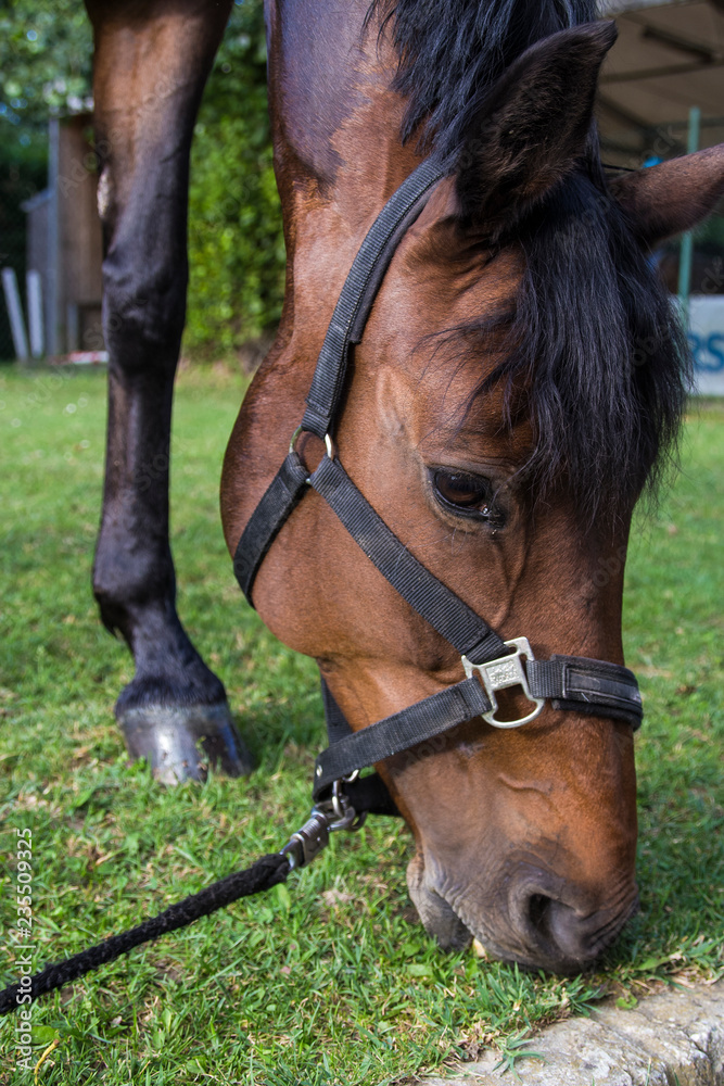 Fototapeta premium Horse Eating Grass