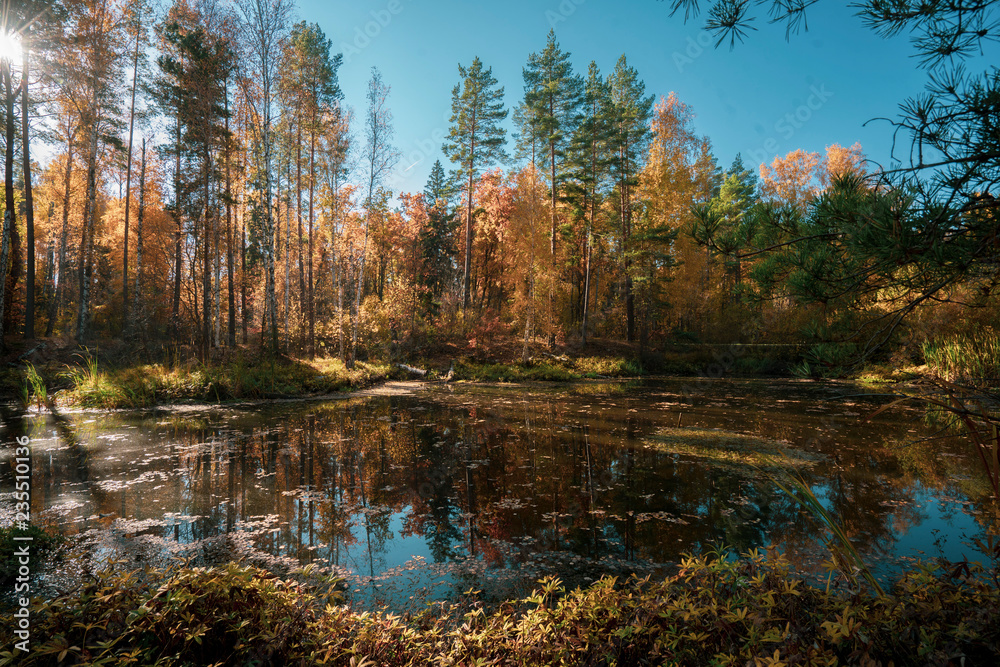 Forest lake, autumn landscape.
