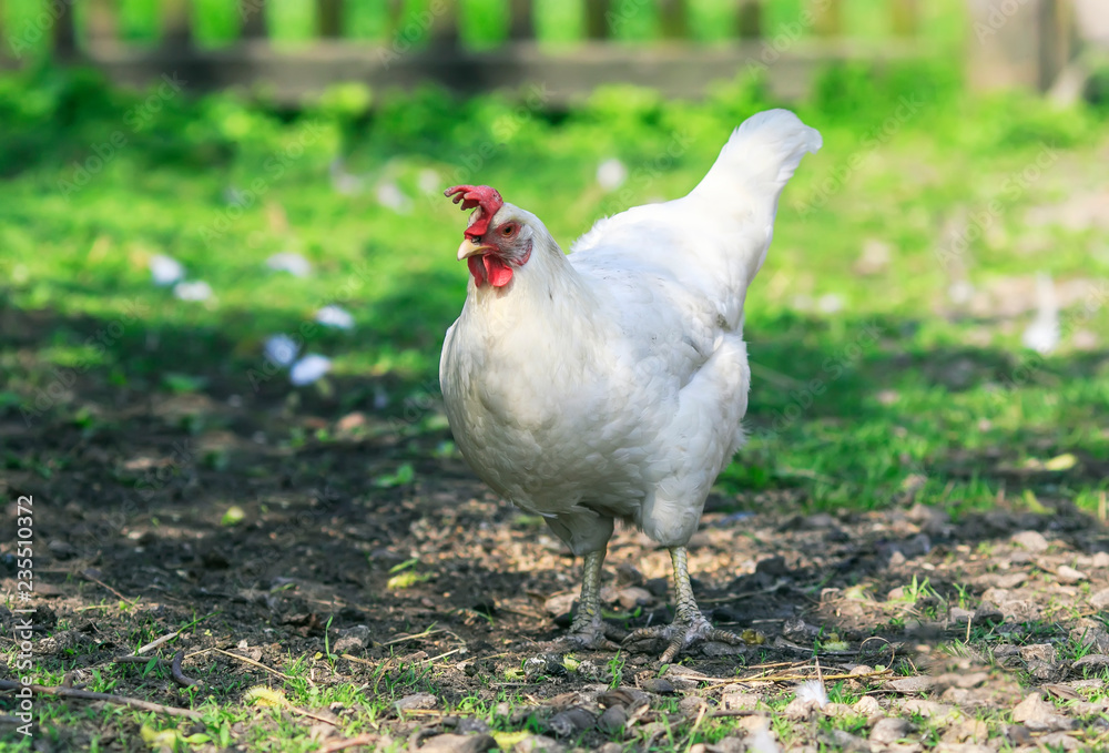 funny white poultry hen walks and pecks grain in the backyard of the farm in summer