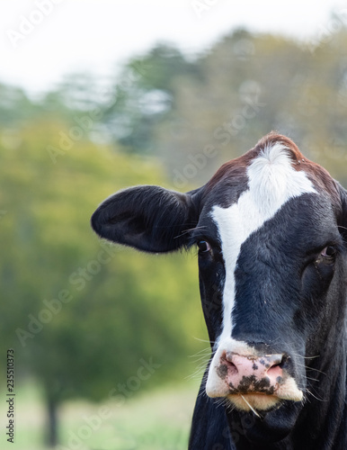 Portrait of black baldy cow face