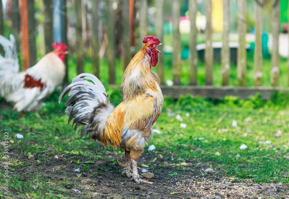 Fototapeta premium bright red rooster walking in yard of a farm in the summer and sings loudly in a Sunny morning