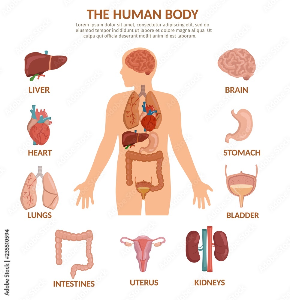 Infographics of human organs cartoon vector illustration