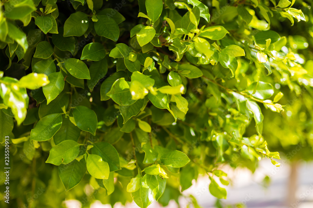 Closeup view of nature green leaf on blurred street background with copy space, using as background natural green plants landscape, ecology, fresh wallpaper concept