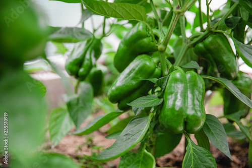 Young green peppers growing on a branch, close-up, selective, soft focus 