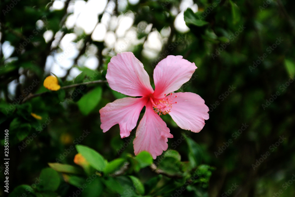 pink flowers in garden pink flowers in garden