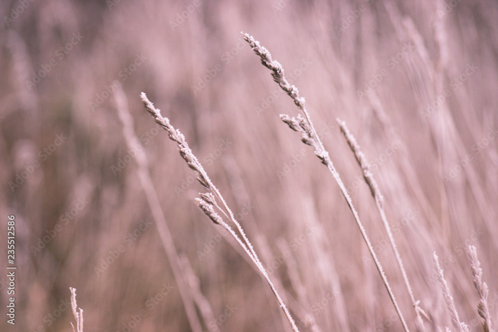 Grass with frost. Winter came unexpectedly. Dried grass. headpiece, background Grass with frost. Winter came unexpectedly. Dried grass. headpiece, background