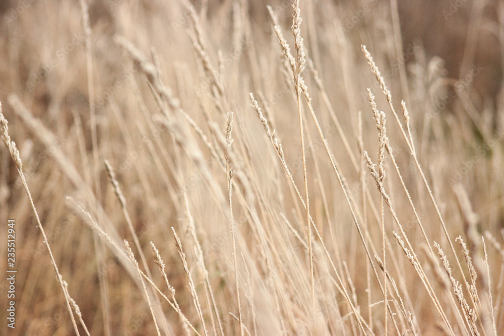 Grass with frost. Winter came unexpectedly. Dried grass. headpiece, background Grass with frost. Winter came unexpectedly. Dried grass. headpiece, background