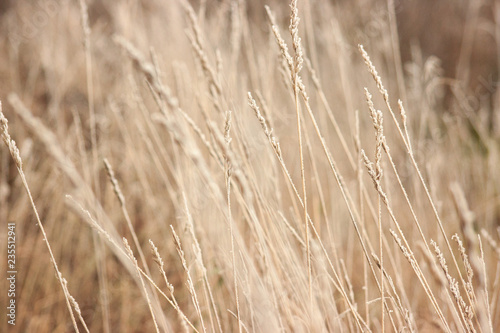Grass with frost. Winter came unexpectedly. Dried grass. headpiece  background