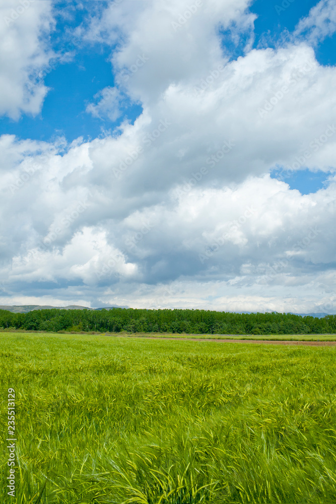 Sunny green barley with cloudy sky background