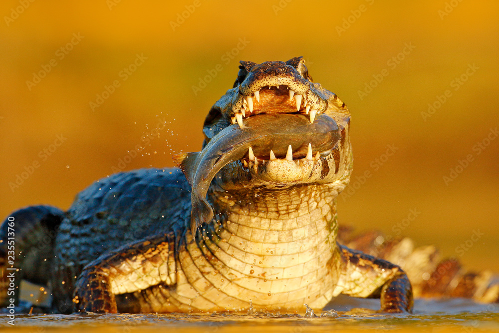 Yacare Caiman, crocodile with fish in with open muzzle with big teeth,  Pantanal, Brazil. Detail portrait of danger reptile. Caiman with piranha.  Crocodile catch fish in river water, evening light. Stock Photo |