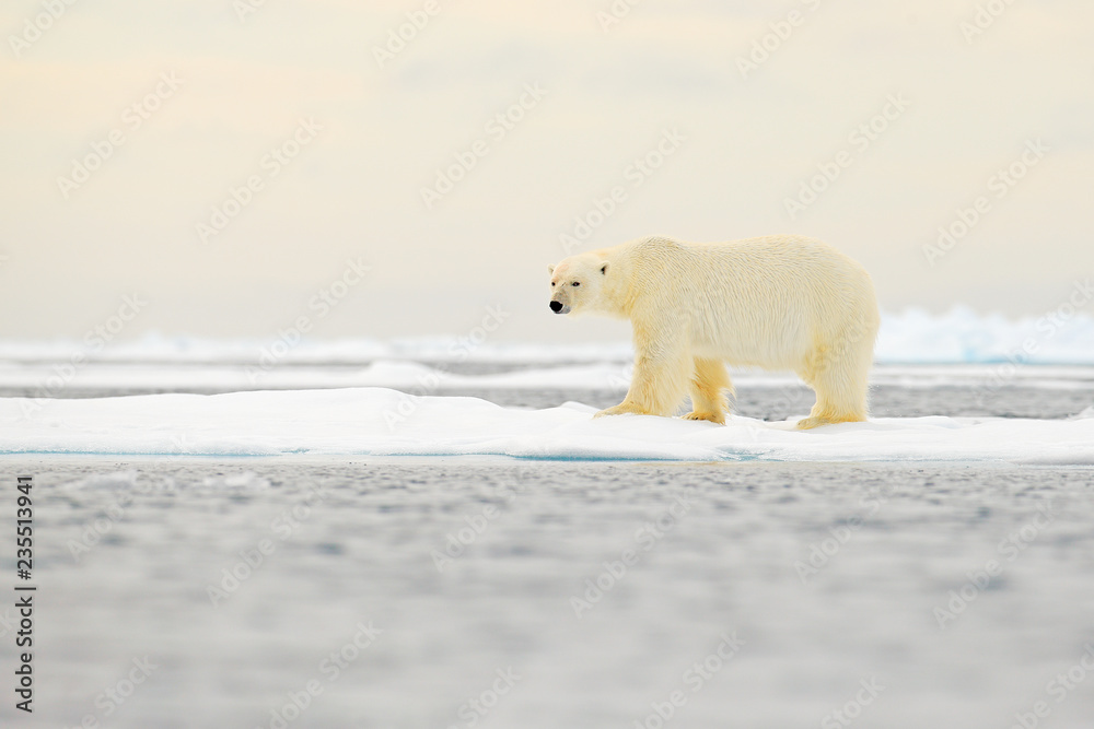 Polar bear on drift ice edge with snow and water in Norway sea. White animal in the nature habitat, Europe. Wildlife scene from nature. Dangerous bear walking on the ice, beautiful evening sky. Polar bear on drift ice edge with snow and water in Norway sea. White animal in the nature habitat, Europe. Wildlife scene from nature. Dangerous bear walking on the ice, beautiful evening sky.