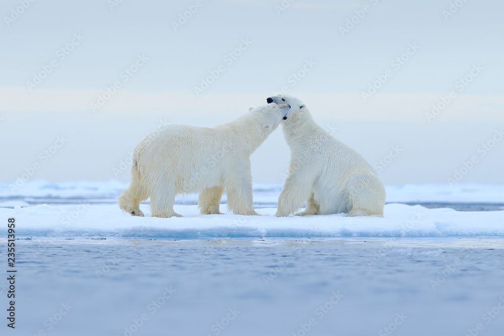 Two Polar bears relaxed on drifting ice with snow, white animals in the  nature habitat, Svalbard, Norway. Two animals playing in snow, Arctic  wildlife. Funny image from nature. Stock Photo | Adobe