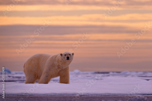 Polar bear sunset in the Arctic. Bear on the drifting ice with snow, with evening orange sun, Svalbard, Norway. Beautiful red sky with danger animal, face walking. Wildlife scene from nature.
