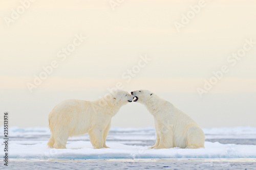 Two Polar bears relaxed on drifting ice with snow, white animals in the nature habitat, Svalbard, Norway. Two animals playing in snow, Arctic wildlife. Funny image from nature.