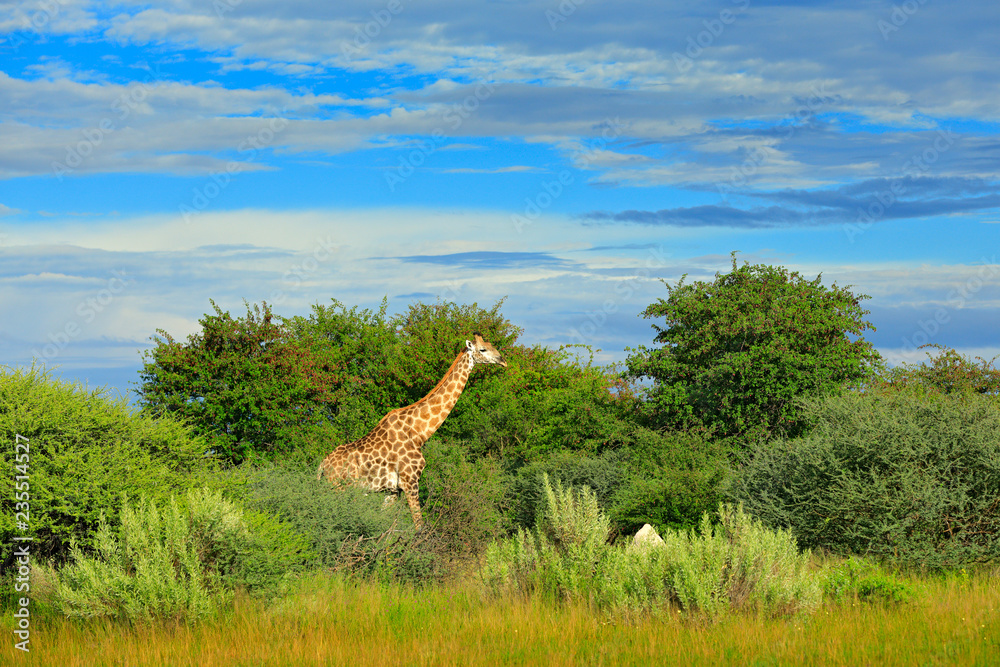 Giraffe, green vegetation with animal. Wildlife scene from nature,  Okavango, Botswana, Africa. Stock Photo | Adobe Stock