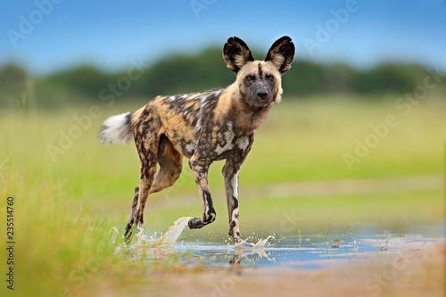 Wildlife from Zambia, Mana Pools. African wild dog, walking in the water on the road. Hunting painted dog with big ears, beautiful wild animal. Safari in Africa. Wild dog face portrait. photo