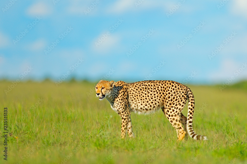 Fototapeta premium Gepard, Acinonyx jubatus, chodzący dziki kot. Najszybszy ssak na lądzie, Botswana, Afryka. Gepard w trawie, błękitne niebo z chmurami. Łaciasty dziki kot w środowisku naturalnym.