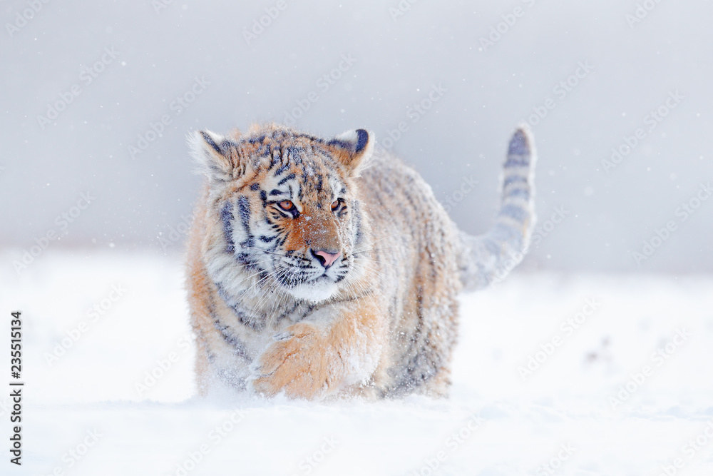 Naklejka premium Tygrys w dzikiej zimowej naturze, biegający w śniegu. Tygrys syberyjski, Panthera tigris altaica. Scena dzikiej przyrody z niebezpiecznym zwierzęciem. Zimna zima w tajdze, Rosja. Płatki śniegu z dzikim kotem.