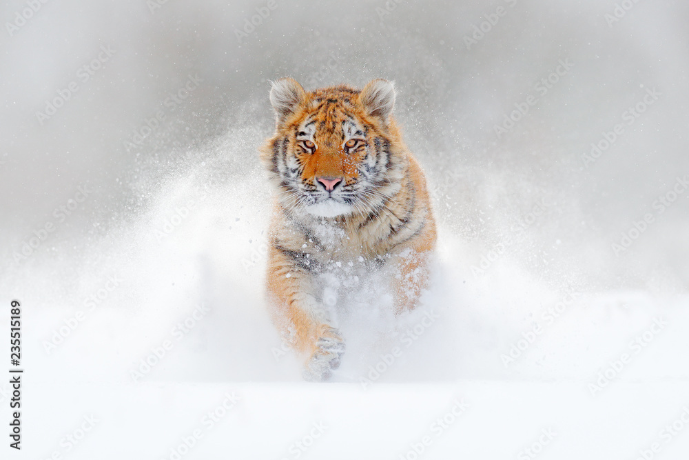 Fototapeta premium Tygrys działa w śniegu, dzika zima natura. Tygrys syberyjski Amur, Panthera tigris altaica, scena przyrody z niebezpiecznych zwierząt. Zimna zima w tajdze, Rosja. Białe płatki śniegu z dzikim kotem.