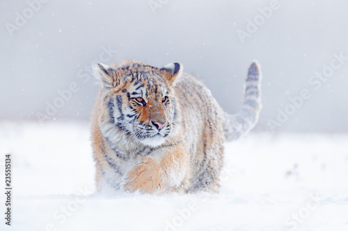 Tiger in wild winter nature, running in the snow. Siberian tiger, Panthera tigris altaica. Action wildlife scene with dangerous animal. Cold winter in taiga, Russia. Snowflakes with wild cat.