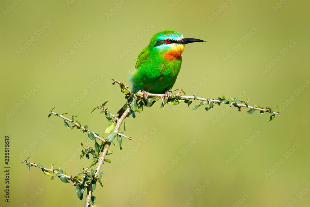 Blue-cheeked bee-eater, Merops persicus, detail of exotic green and yellow african bird with red eye in the nature habitat, Okavango, Botswana, Africa. Wildlife scene form nature. Bee-eater in Moremi.