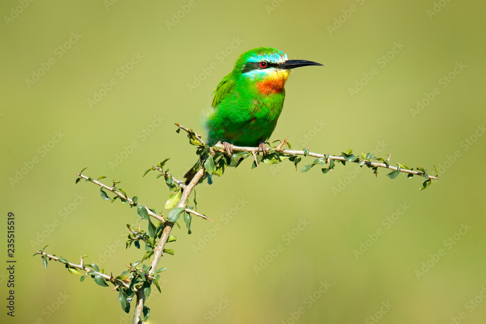 Blue-cheeked bee-eater, Merops persicus, detail of exotic green and yellow african bird with red eye in the nature habitat, Okavango, Botswana, Africa. Wildlife scene form nature. Bee-eater in Moremi. Blue-cheeked bee-eater, Merops persicus, detail of exotic green and yellow african bird with red eye in the nature habitat, Okavango, Botswana, Africa. Wildlife scene form nature. Bee-eater in Moremi.