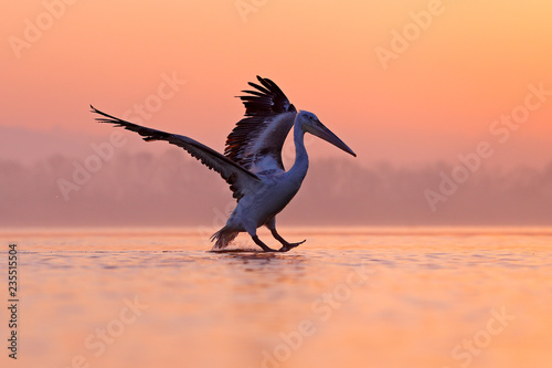 Bird with morning sunrise. Dalmatian pelican, Pelecanus crispus, in Lake Kerkini, Greece. Pelican with open wings. Wildlife scene from European nature. Bird and orange blue sky.