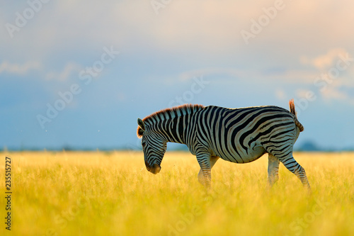 Wild animal on the green meadow during sunset. Wildlife nature  beautiful evening light. Zebra with blue storm sky. Burchell s zebra  Equus quagga burchellii  Nxai Pan National Park  Botswana  Africa.