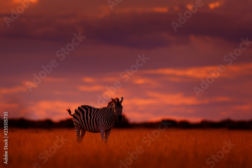 Orange sunset with zebra. Wild animal on the green meadow during sunset. Wildlife nature  beautiful evening light. Zebra with blue storm sky. Burchell s zebra  Mana Pools  Zimbabwe.