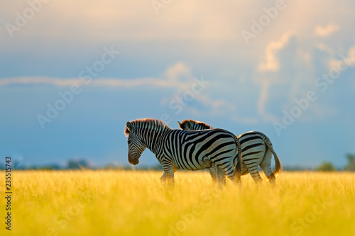 Zebra with blue storm sky. Burchell s zebra  Equus quagga burchellii  Nxai Pan National Park  Botswana  Africa. Wild animal on the green meadow during sunset. Wildlife nature  beautiful evening light.