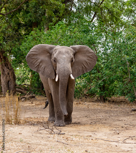 African Elephant