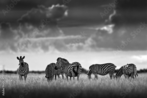 Zebra with dark storm sky. Burchell's zebra, Equus quagga burchellii, Nxai Pan National Park, Botswana, Africa. Wild animal on the meadow. Wildlife nature, African safari. Black and white art photo.