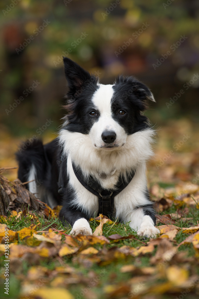 Young border collie dog lying in a meadow with autumn leaves and looking to the camera