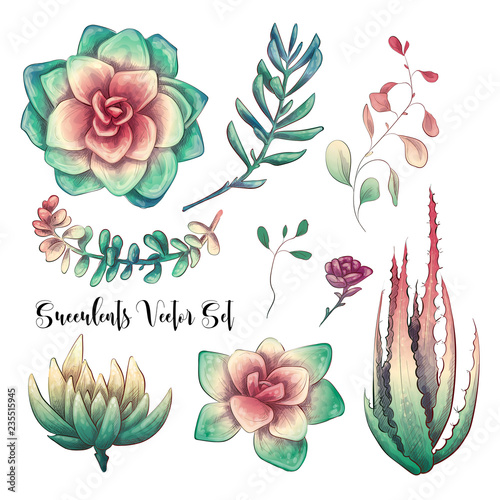 Green colorful succulent bouquets vector design objects.