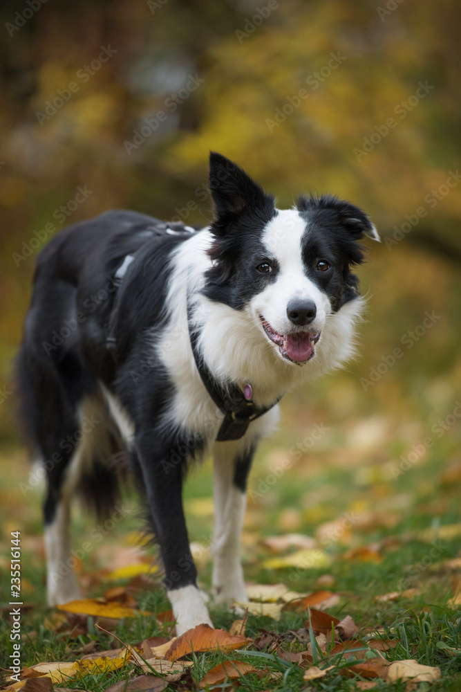 Young border collie dog standing in the autumn garden