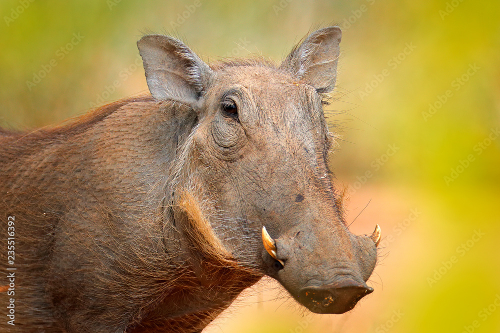 Common warthog, brown wild pig with tusk. Close-up detail of animal in nature habitat. Wildlife nature on African Safari, Kruger National Park, South Africa. Common warthog, brown wild pig with tusk. Close-up detail of animal in nature habitat. Wildlife nature on African Safari, Kruger National Park, South Africa.