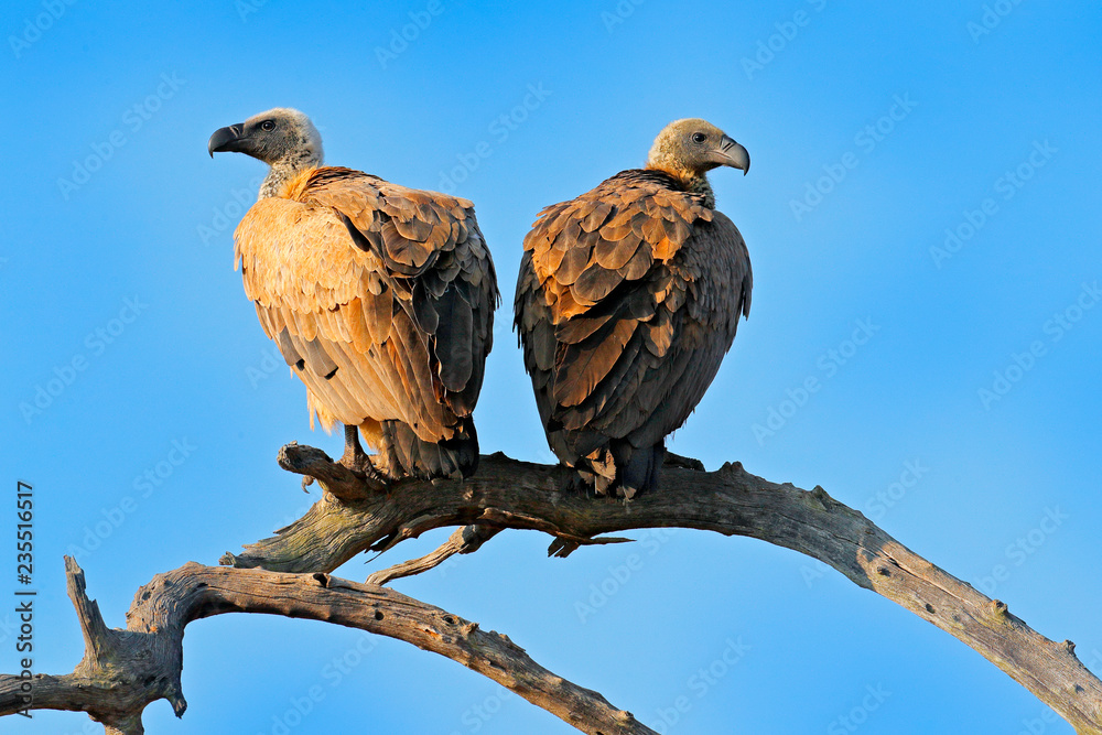 Cape griffon vulture, Gyps coprotheres, two birds of prey sitting on the tree branch with blue sky. Wildlife scene from nature, Okavango delta, Moremi, Botswana in Africa. Vulture in the nature habita Cape griffon vulture, Gyps coprotheres, two birds of prey sitting on the tree branch with blue sky. Wildlife scene from nature, Okavango delta, Moremi, Botswana in Africa. Vulture in the nature habita