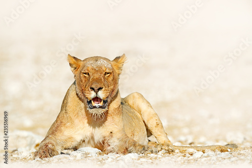 Fototapeta Naklejka Na Ścianę i Meble -  Female of lion in Etosha Pan, Namibia. African lion lying in sand, beautiful evening light, dry season without water. Wildlife scene from nature. Animal in the habitat, sunny hot day.