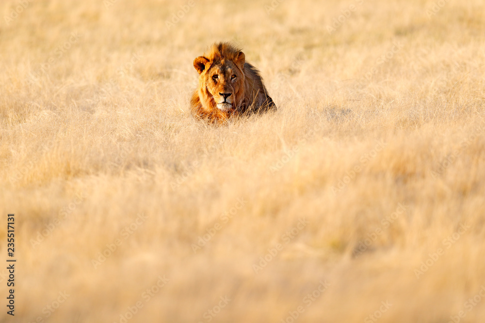 Naklejka premium Big old mane lion in the grass, face portrait of danger animal. Wildlife scene from nature. Animal in the habitat, beautiful evening light, Etosha NP, Namibia, Africa. Animal on the meadow.