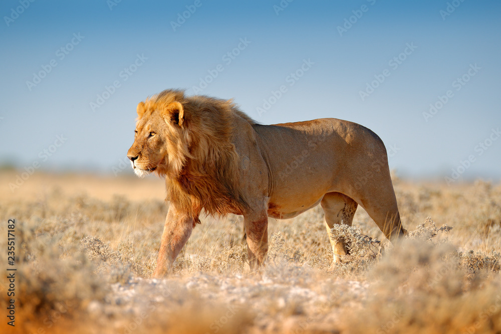 Naklejka premium Duży lew z grzywą w Etosha, Namibia. Lew afrykański spacerujący po trawie, przy pięknym wieczornym świetle. Scena dzikiej przyrody z natury. Aninal w środowisku.