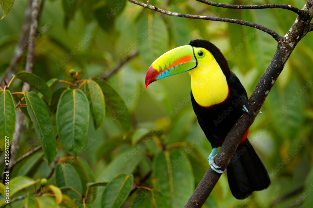 Naklejka premium Tukan siedzący na gałęzi w lesie, zielona roślinność, Panama. Podróże przyrodnicze w Ameryce Środkowej. Keel-billed Toucan, Ramphastos sulfuratus, ptak z dużym rachunkiem. Wildlife Panama.