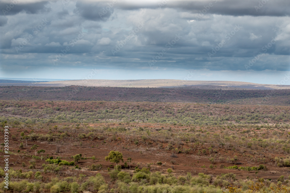 Fototapeta premium Savanne Krüger Nationalpark