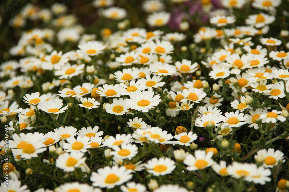 large field of daisies. Flowers background in the spring large field of daisies. Flowers background in the spring