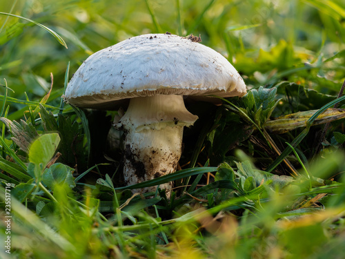 Bilde på lerret Ein schönes Exemplar des Wiesen-Champignons