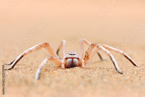Golden wheel spider, Carparachne aureoflava, dancing white lady in the sand dune. Poison animal from Namib desert in Namibia. Travelling in Africa with dangerous spider.