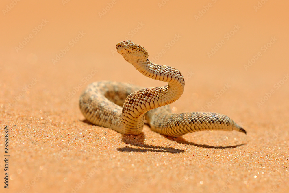 Fototapeta premium Bitis peringueyi, żmija Péringueya, jadowity wąż z pustyni Namibii. Mała żmija w środowisku naturalnym, Park Namib-Naukluft w Afryce. Scena dzikiej przyrody z natury, zachowanie gadów, słoneczny dzień.