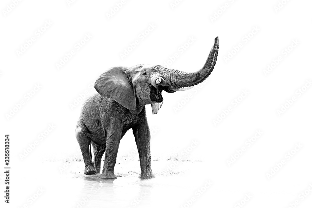 Fototapeta premium czarno-białe zdjęcie sztuki słonia afrykańskiego, Loxodonta africana, duży tusker z wody pitnej widok z przodu z podniesionym tułowiem. Scena artystyczna dzikiej przyrody z natury, Etosha NP, Namibia, Afroca.