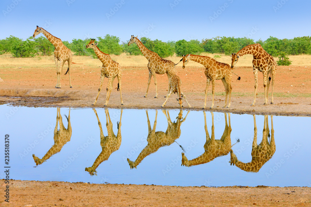 Fototapeta premium Grupa żyrafy w pobliżu wodopoju, odbicie lustrzane w wodzie stojącej, Etosha NP, Namibia, Afryka. Wiele żyraf w środowisku naturalnym, afrykańska przyroda. Duże zwierzęta z niebieskim niebem.