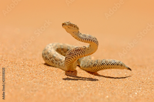 Bitis peringueyi, Péringuey's Adder, poison snake from Namibia sand desert. Small viper in the nature habitat, Namib-Naukluft Park in Africa. Wildlife scene from nature, reptile behaviour, sunny day.