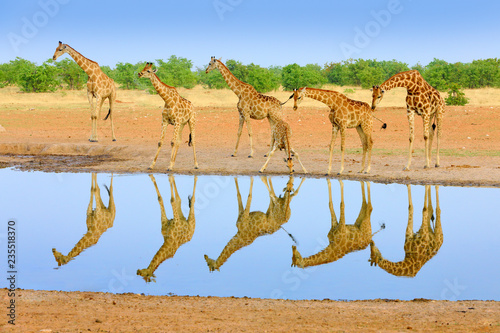 Group of giraffe near the water hole, mirror reflection in the still water, Etosha NP, Namibia, Africa. A lot of giraffe in the nature habitat, African wildlife. Big animals with blue sky.
